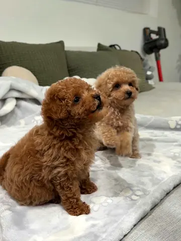 Purebred Teacup Poodle Puppies For A New Forever Home