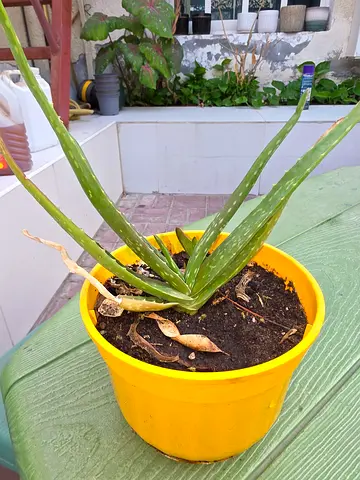 Aloe vera plant for sale