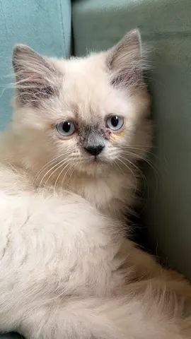 I month-old Ragdoll mix kitten — gentle, playful,