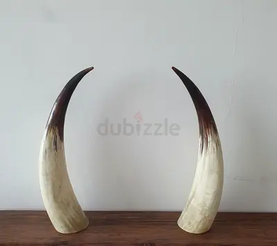 Decorative Natural Animal Horns - Horn Display (Vintage Look) (Height 60 CM)