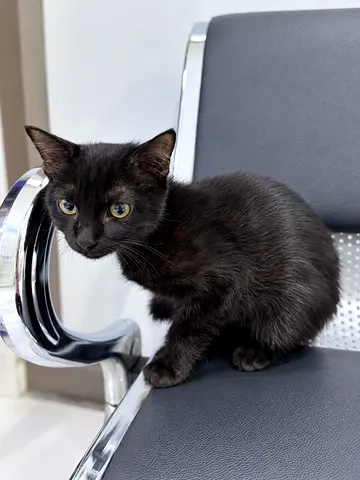 Black 3 Months Old Kitten For Adoption