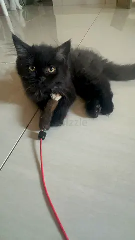 Persian kitten three months old