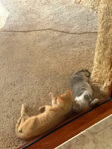 Kittens for adoption