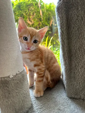 Cat free adoption