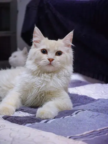 Pet for