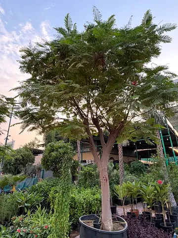 Mature Delonix Regia Flame Tree | Royal Poinciana | Premium Outdoor Landscaping Tree UAE