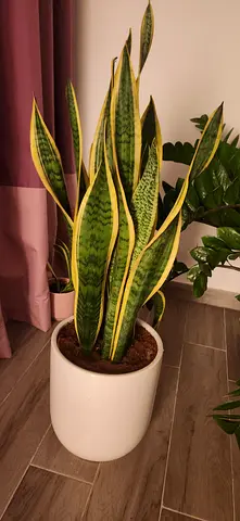 Sansevieria (Snake Plant) in White Ceramic Pot - Healthy Indoor Plant