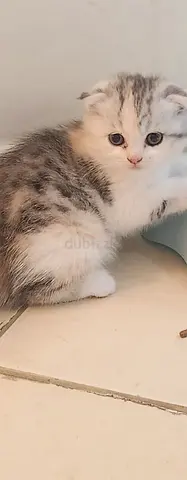 Kittens for Adoption
