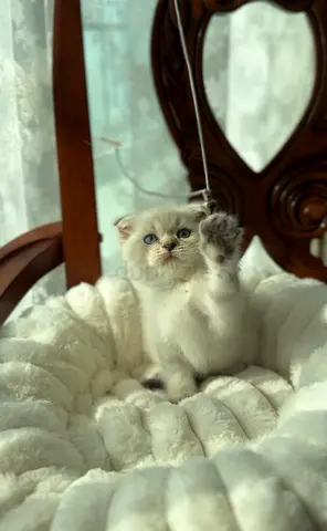 Prettiest baby kittens