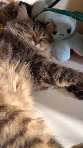 Cats free