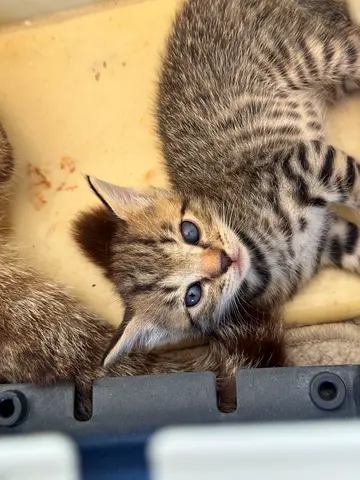 Adoption