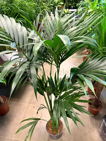 Kentia Palm – Premium Indoor & Outdoor Plant UAE