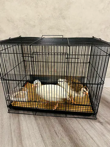 Coturnix Quails Looking for a Loving Home