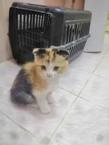 Pets