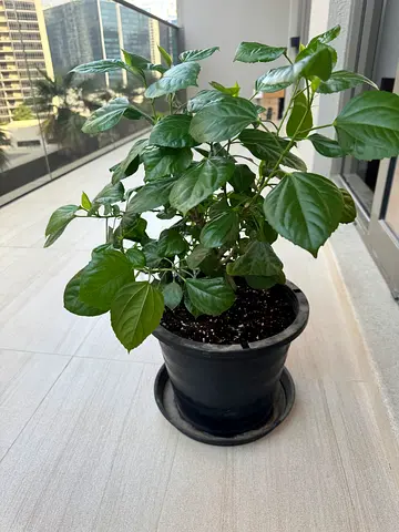 Healthy hibiscus red flowers plant in black nursery pot