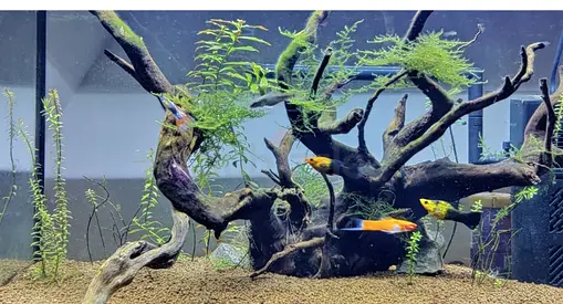 Large planted aquarium with filter and sand. 65L