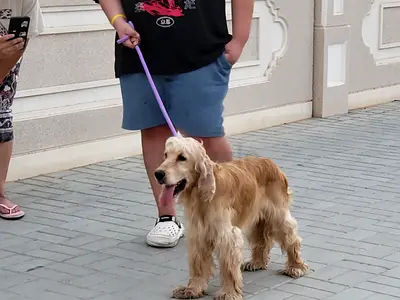 Friendly English Cocker Spaniel - 2 years vaccinated