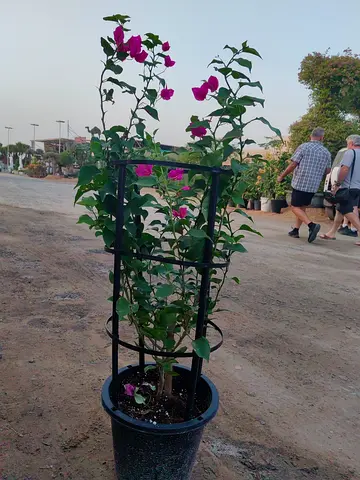 Bougainvillea vine in pot with trellis — healthy climbing plant