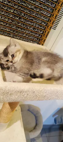 Kitten adoption