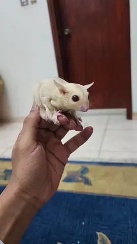 Suger glider