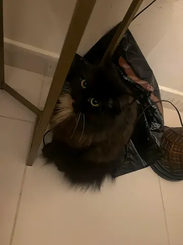 Free cats for adoption