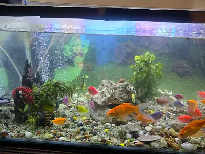 Large mixed community aquarium tank with all equipment