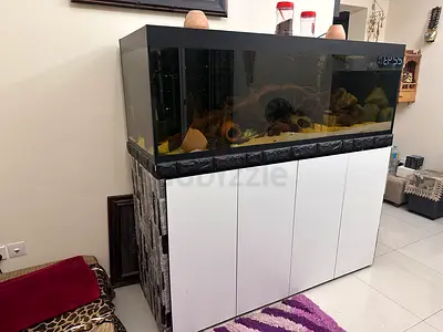 Large Aquarium with White Cabinet Stand - Ready to Use