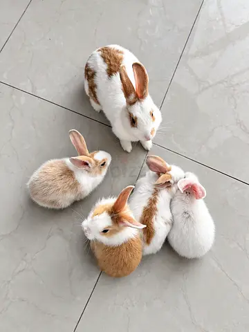 Rabbit babies for adoption for free