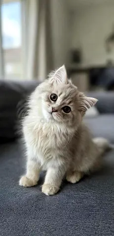 British longhair persian female kitten 2 months قطه صغيره بريتش شهرين