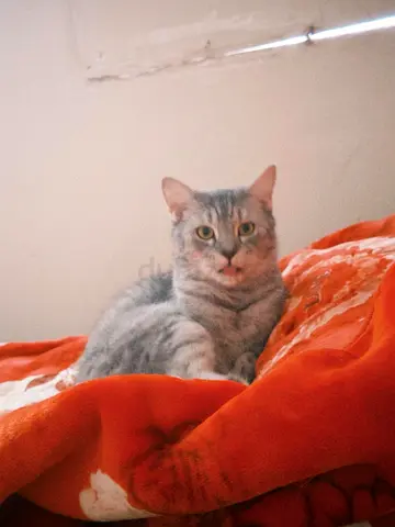 Free Cat for adoption