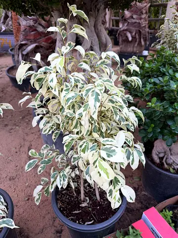 Ficus benjamina 'Starlight'