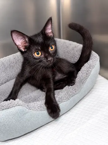 2-month-old Black Male Kitten For Adoption