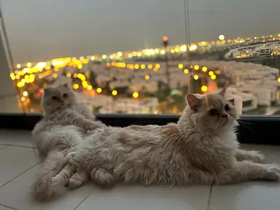 Two fluffy long-haired kittens — my babies and I are looking for support