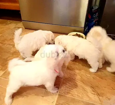 Maltese puppies Available