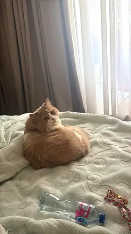 Adorable Seeba