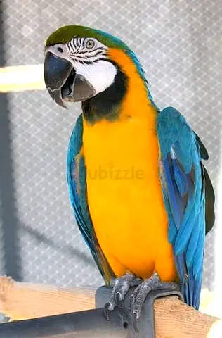Missing Blue-and-Yellow Macaw – Reward Offered, Sharjah ajman