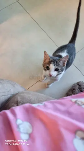 Young male cat available for adoption - friendly and playful. Lost one eye and part of lower jaw