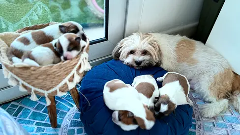 Dogs