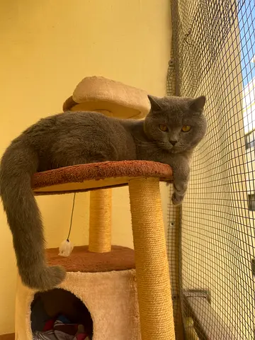 British Shorthair female Cat for adoption
