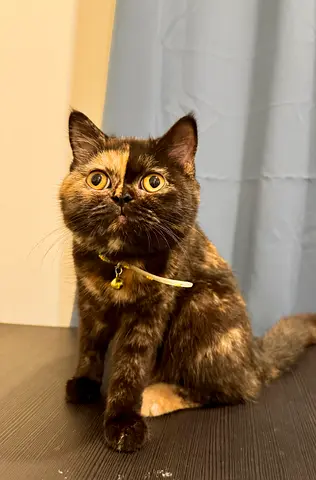 FREE Unique Tortoiseshell Persian cat for adoption