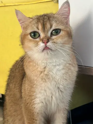 golden NY12 female 8 months old cat