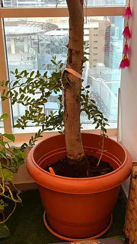 Olive tree