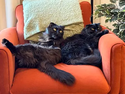 Luna and Lola - black cats for adoption