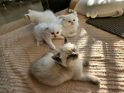 Scottish fold and Neva masquerade Available