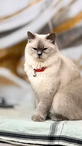 3-year-old Neva Masquerade / Ragdoll mix — Calm indoor cat with collar