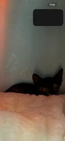 6-7 weeks old kittens