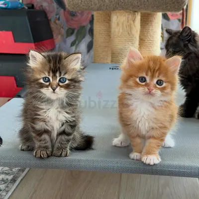 Siberian Kittens Available