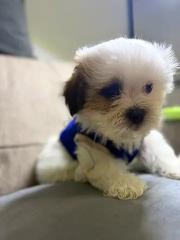 Tiny Shitzu puppy - 2months, friendly and vaccinated