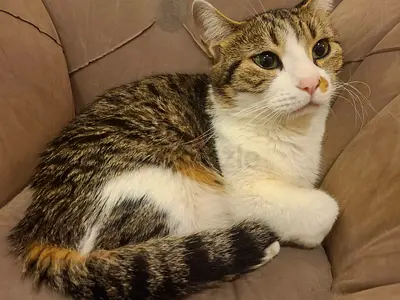 Cat for free adoption