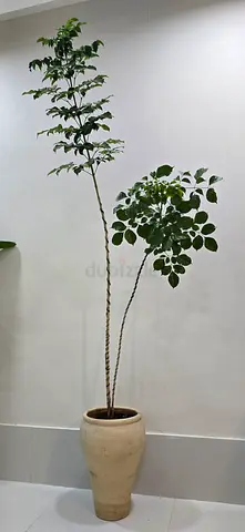 Redmachera in Terracotta planter 2 meter